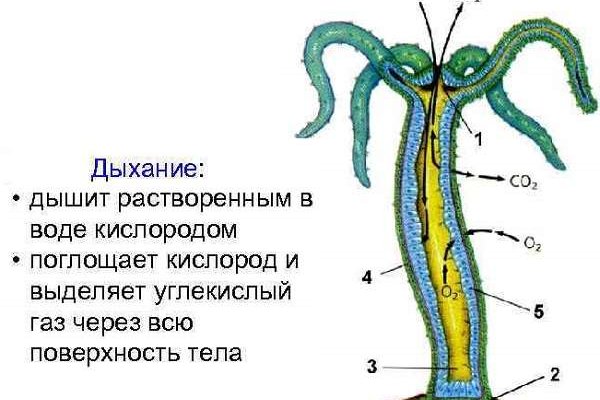 Не могу зайти в аккаунт кракен