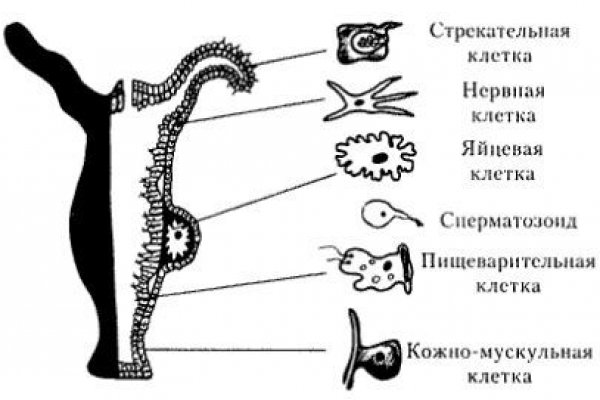 Кракен наркоторговля